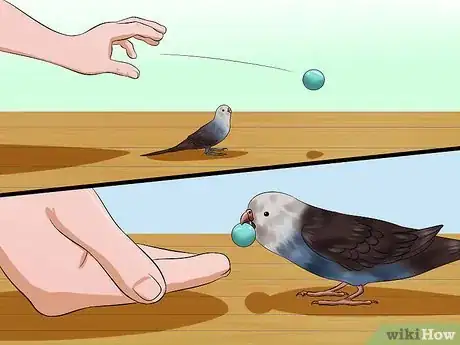 Image intitulée Play With Your Budgie Step 10