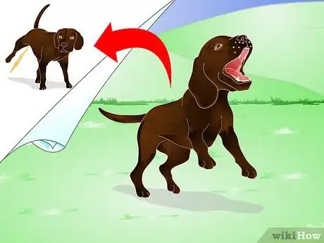 Image intitulée Stop Dog Marking Behaviors Step 17