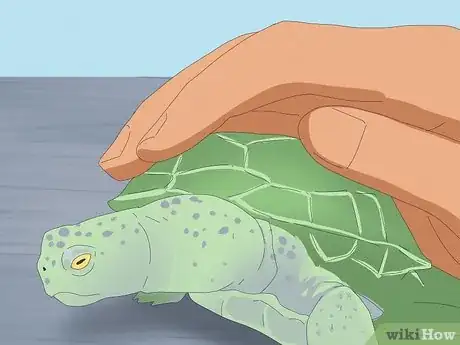 Image intitulée Pet a Turtle Step 6
