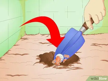 Image intitulée Know when Your Hermit Crab Is Dead Step 11