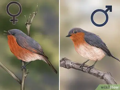 Image intitulée Tell a Male Robin from a Female Robin Step 11