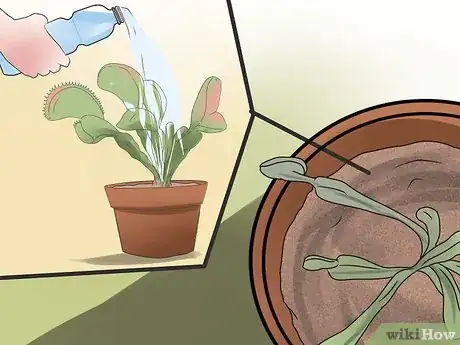 Image intitulée Care for Venus Fly Traps Step 11