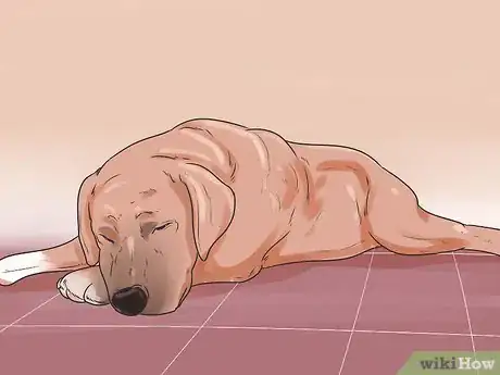 Image intitulée Treat Dog Diarrhea Step 14