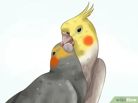 Image intitulée Tell if a Cockatiel Is Male or Female Step 10