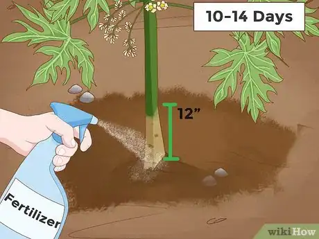Image intitulée Grow Papaya Step 14