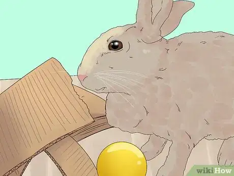 Image intitulée Care for a Rabbit Step 15
