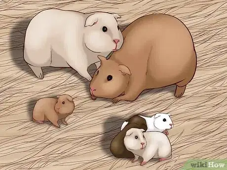 Image intitulée Care for a Pregnant Guinea Pig Step 6