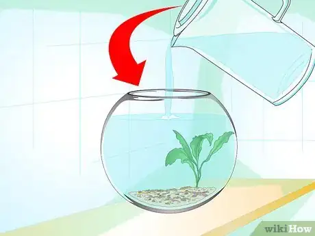 Image intitulée Care for a Betta Fish in a Vase Step 4