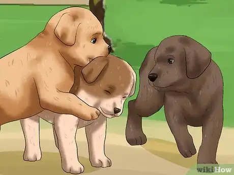 Image intitulée Get Your Puppy to Stop Biting Step 11