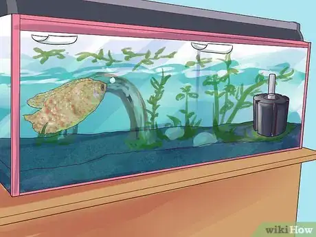 Image intitulée Breed Gouramis Step 11