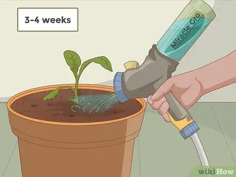 Image intitulée Grow Tobacco Step 6