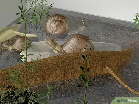 Image intitulée Care for Snails Step 7