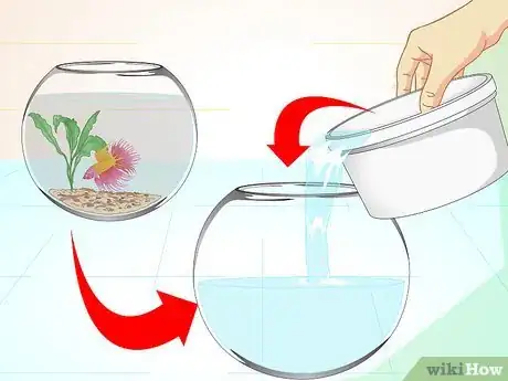 Image intitulée Care for a Betta Fish in a Vase Step 7