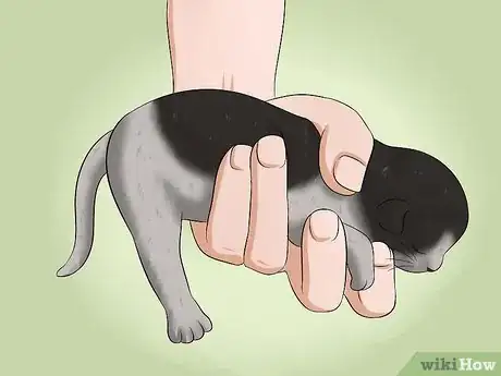 Image intitulée Make a Kitten Poop Step 1