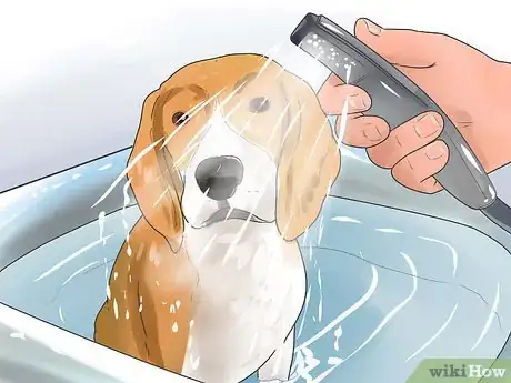 Image intitulée Take Care of a Beagle Puppy Step 29