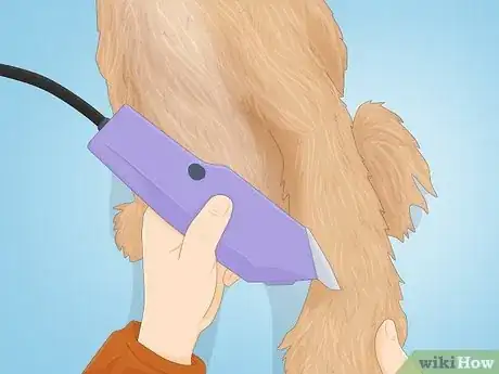 Image intitulée Groom a Goldendoodle Step 2