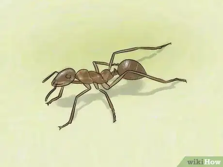 Image intitulée Identify Ants Step 13