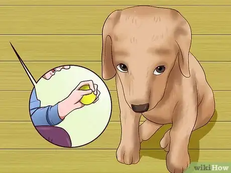 Image intitulée Get Your Puppy to Stop Biting Step 17