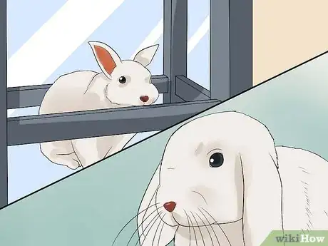 Image intitulée Clean Your Rabbit's Ears Step 4