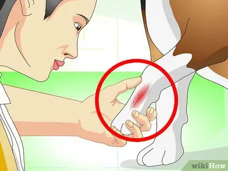 Image intitulée Care for a Dog With Stitches Step 5