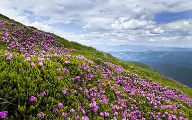 The rhododendrons at  the Chornohora valley