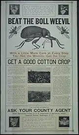 "Beat the boll weevil..." (U.S. Food Administration, Educational div., Advertising section, 1918-1919)