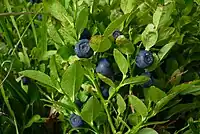 Bilberry