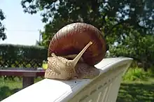 A photograph of a snail with a table and glass of juice in the background