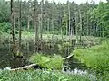 Swamp near Šilėnai