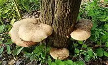Mushroom Dryad's Saddle (Polyporus squamosus)
