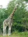 Northern giraffe
