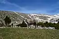 Horse in the snowy landscape of Mt. Tymphe