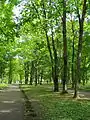 Alley in Kochubeyevsky Park