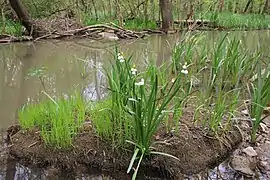 Growing by water in Bulgaria