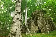 Beech forest