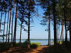 Vaskin Pine Wood, a protected area of Russia in Belozersky District