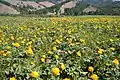 Trollius in the south-west of Buryatia, Russia