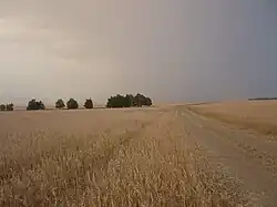 Grain field, Kaybitsky District
