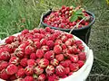 Bucket of fruit (In Russian these strawberries are called polunitsa (Russian: Полуница))