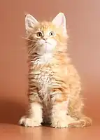 Red tabby kitten with large paws