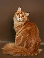 Red blotched tabby