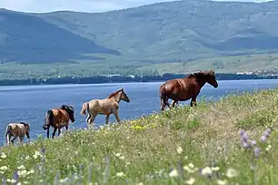 Horses in Abzelilovsky District