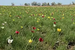 Tulip steppe, Nuvouzensky District