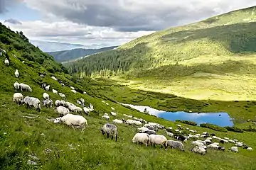 Sheep near the Lake Vorozheska