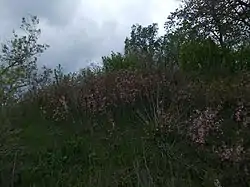 Thickets of steppe cherry, Sterlibashevsky District