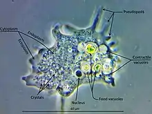 Mayorella (Amoebozoa, Discosea)