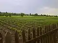 A typical vegetable garden along the Bakhmutka River in Siversk: A typical vegetable garden along the Bakhmutka River in Siversk