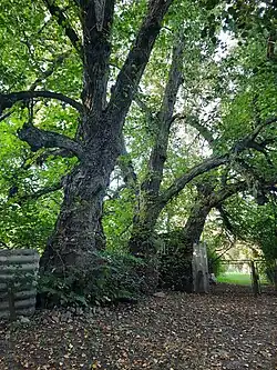 Three linden trees planted by Ivan Franko