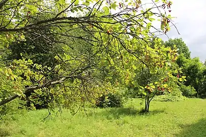 Branches with fruit