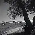 Manara 1947